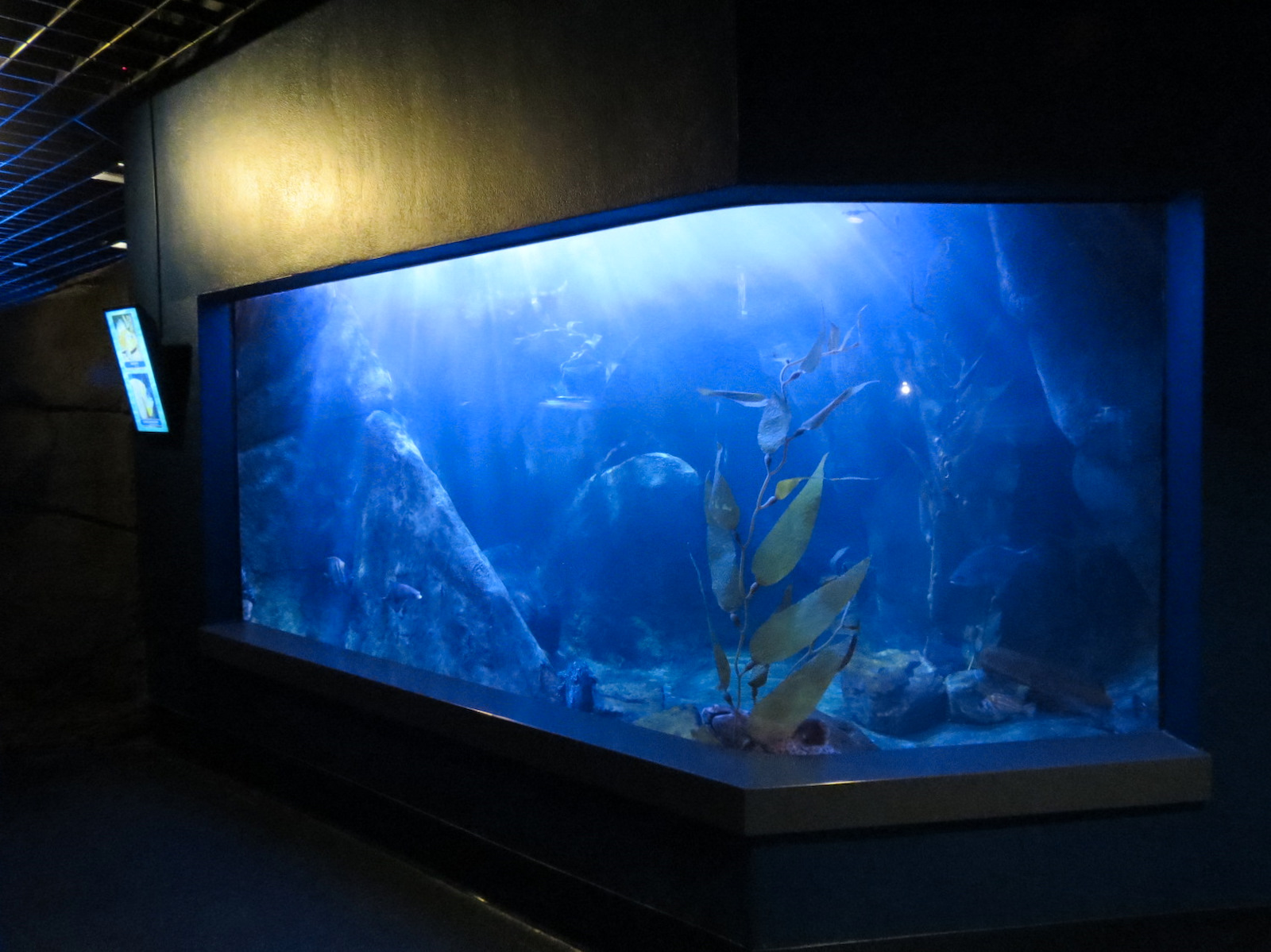 ARC - Northern Shores - Leopard Shark and Others Exhibit