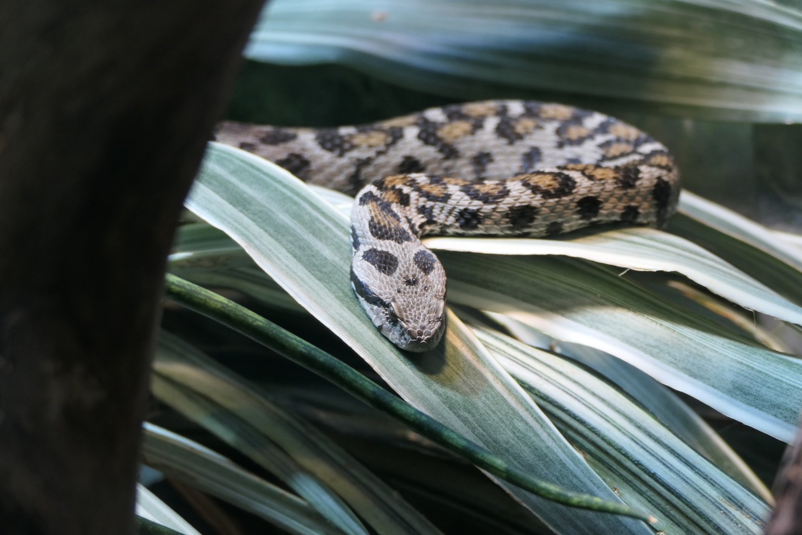 ARC - Ocellated Mountain Viper