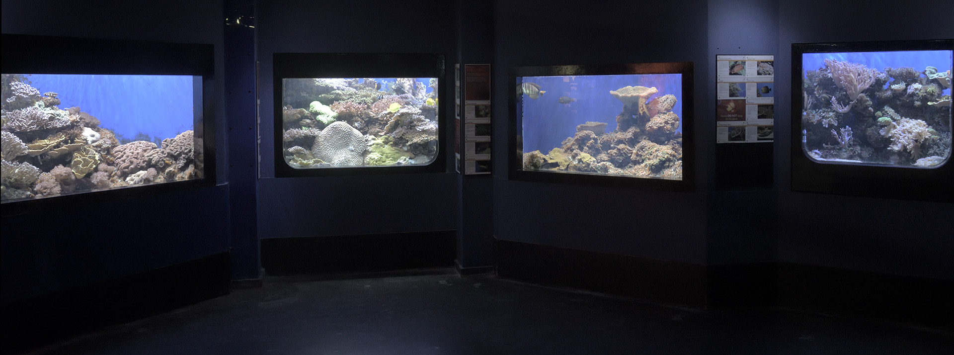 Arc of small reef aquariums