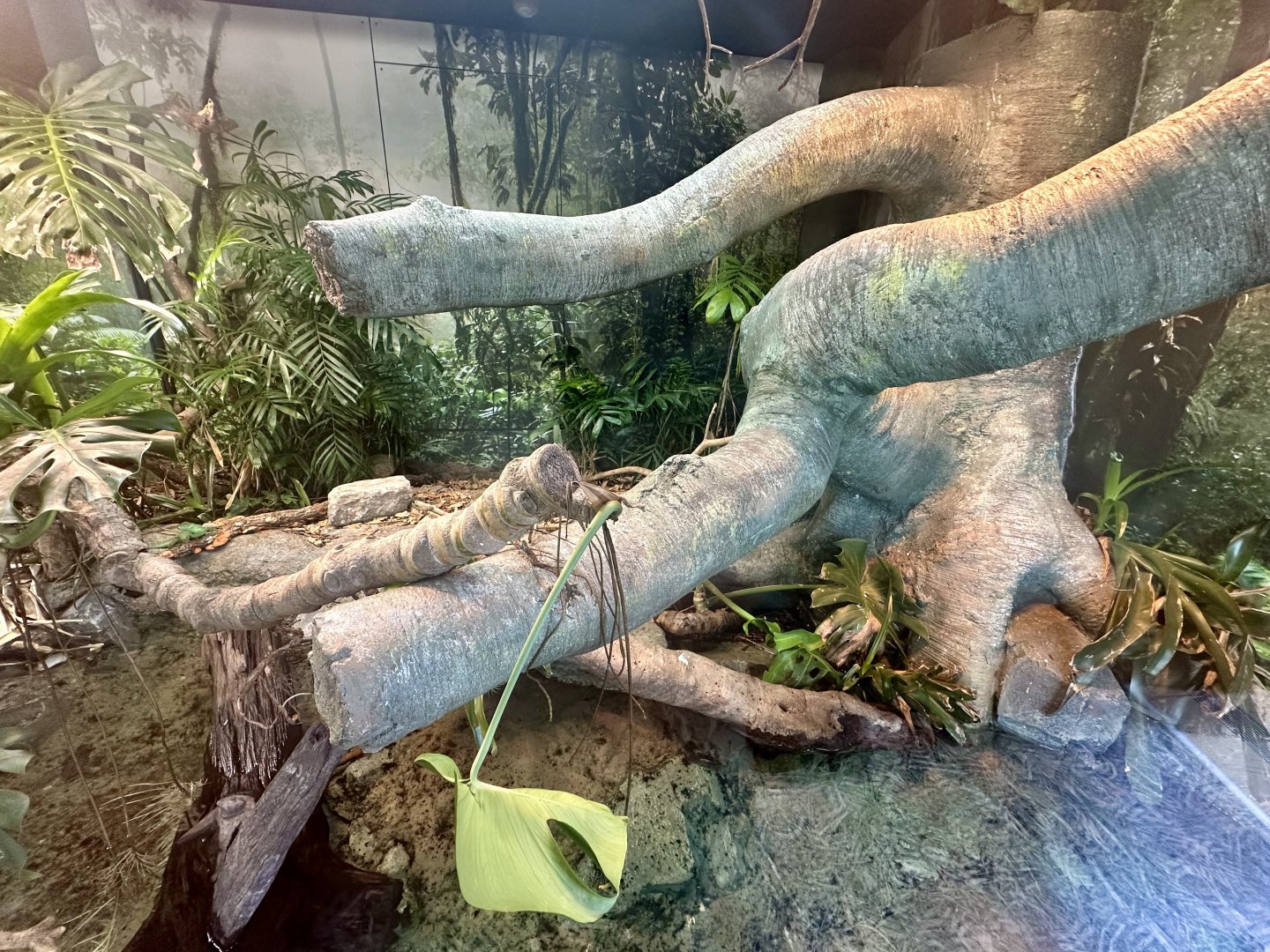 ARC - Plumed Basilisk Exhibit