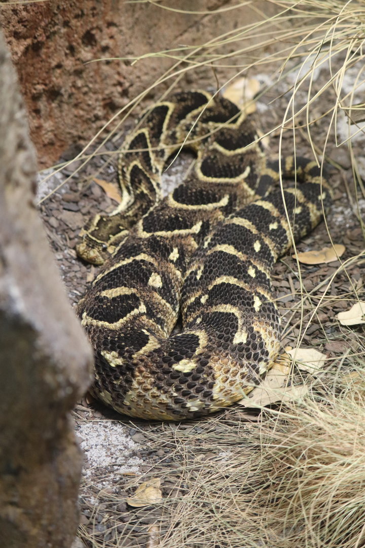ARC - Puff Adder