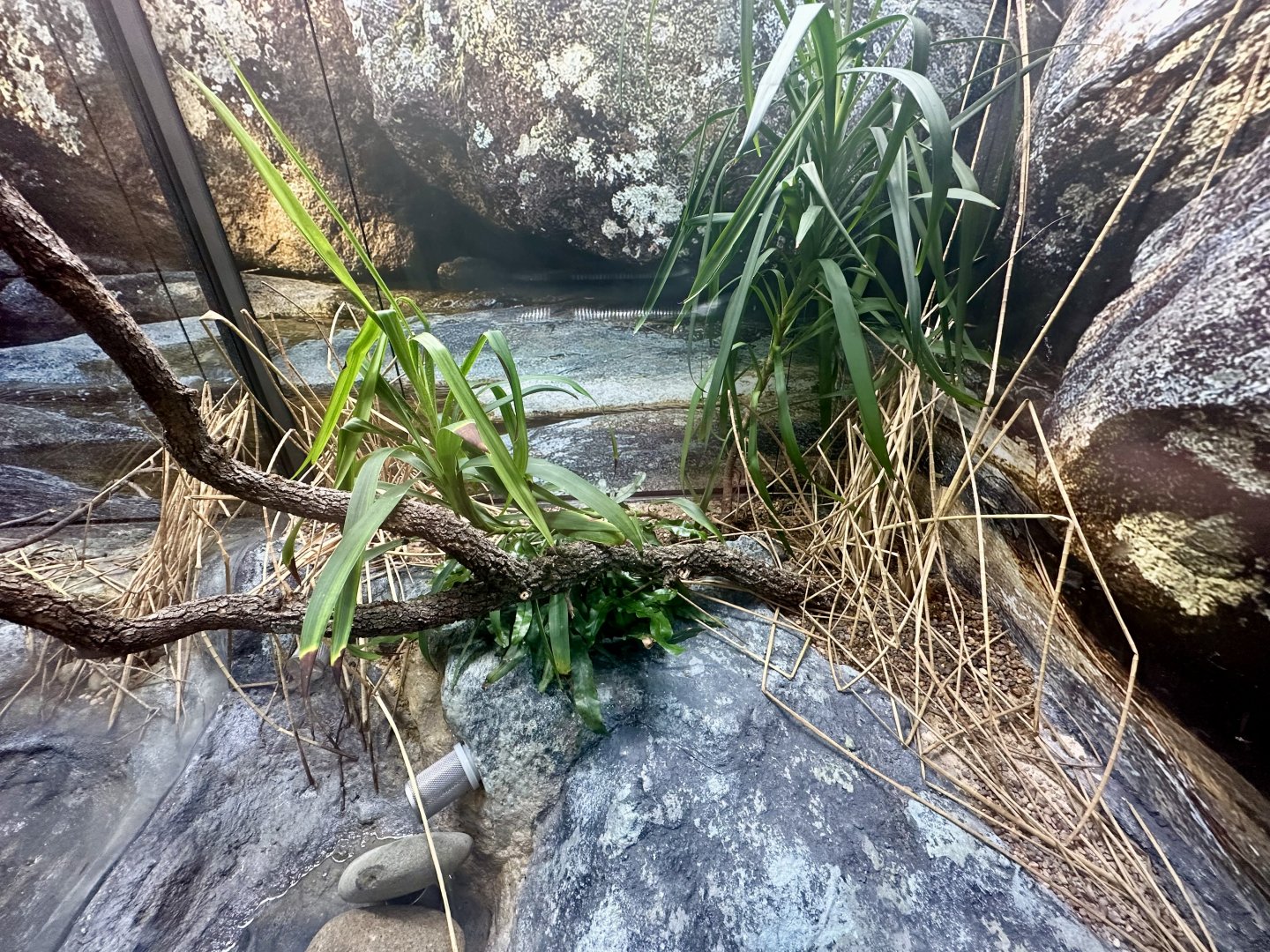 ARC - Red-eyed Tree Frog Exhibit