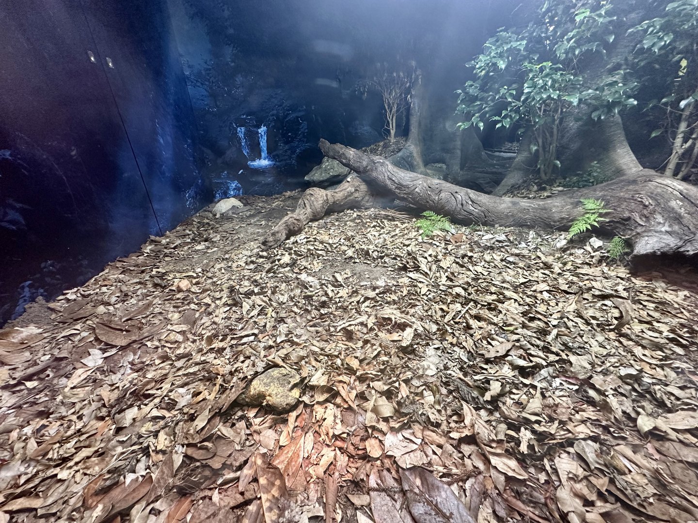 ARC - Reticulated Python Exhibit