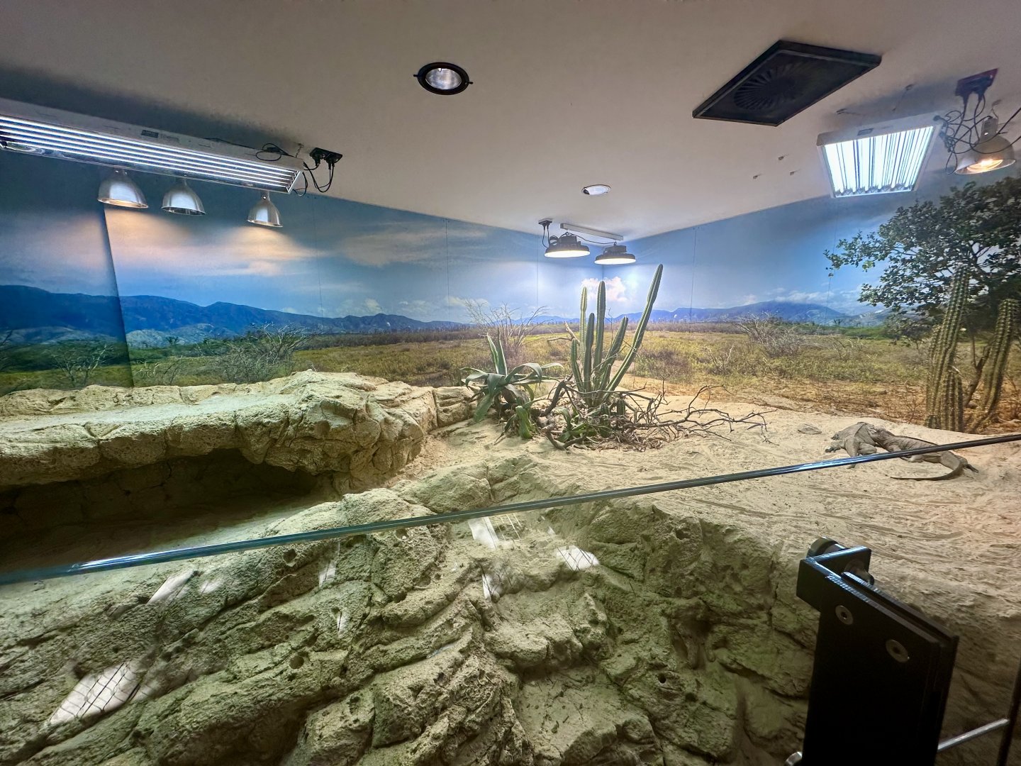 ARC - Rhinoceros Iguana Exhibit