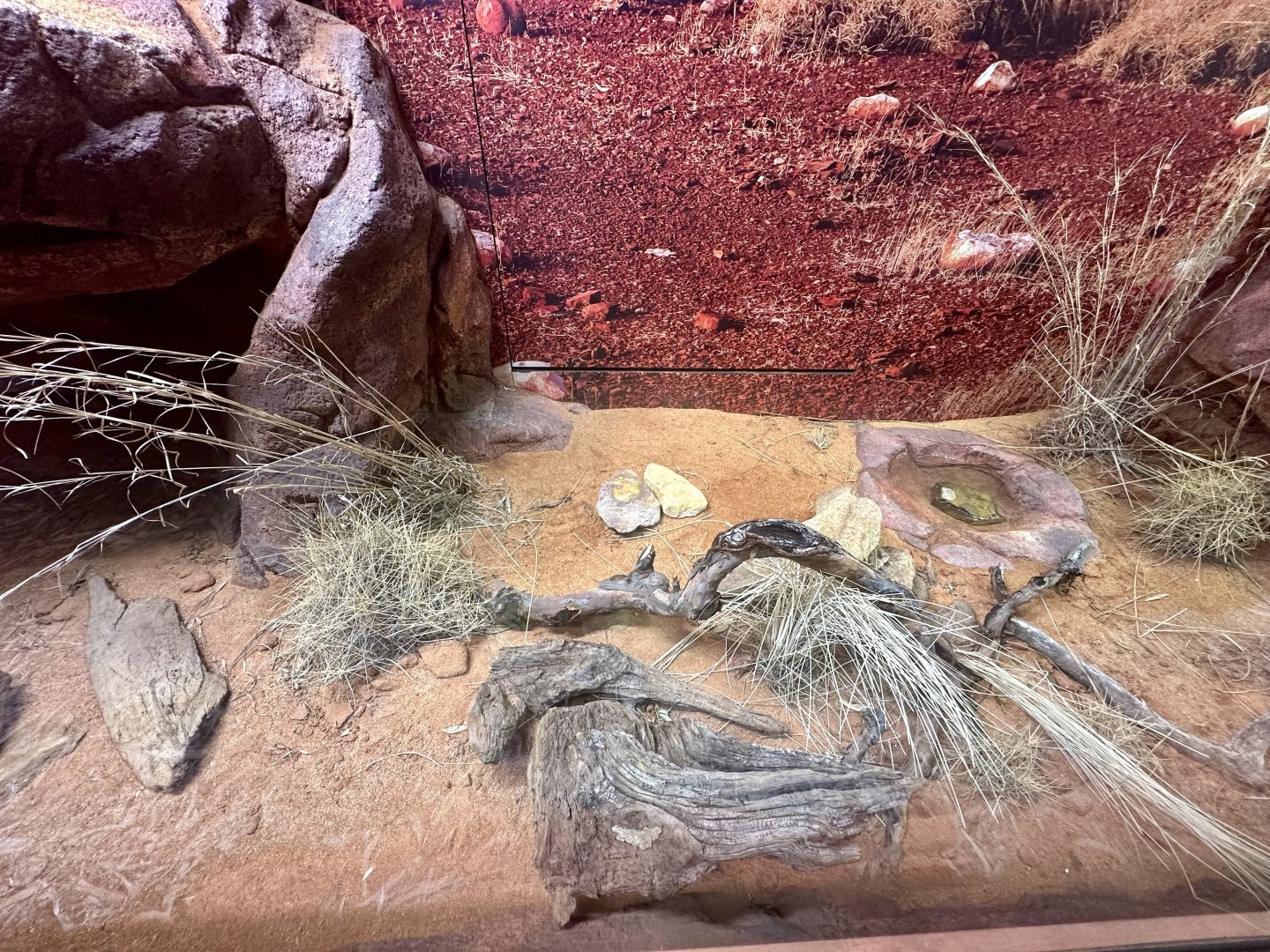 ARC - Rusty Desert Monitor/Eastern Pilbara Spiny-tail Skink Exhibit