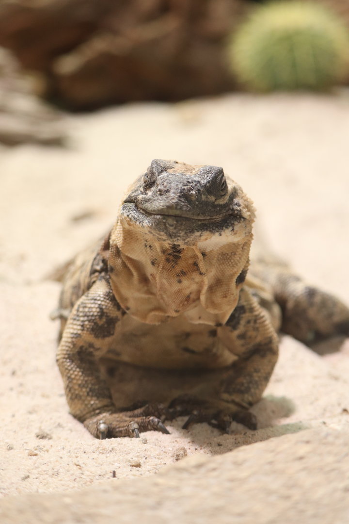 ARC - San Esteban Chuckwalla