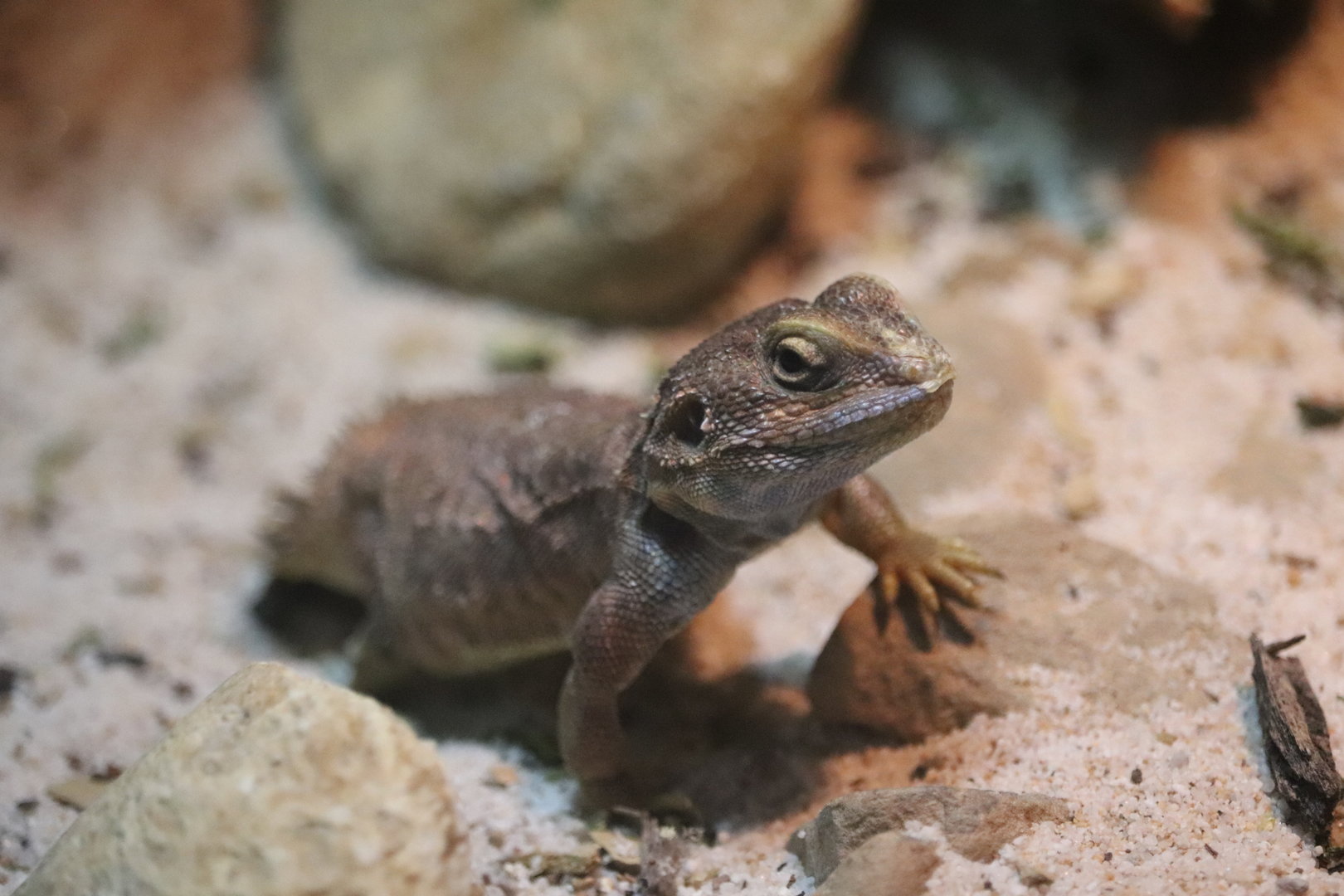 ARC - Shield-Tailed Agama