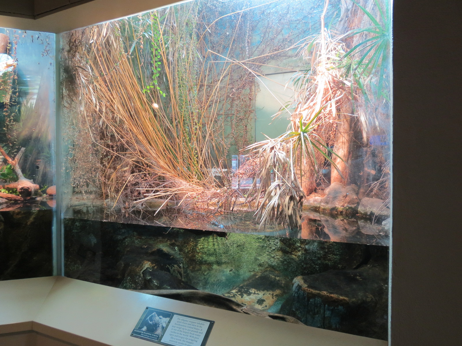 ARC - South Carolina - Alligator Snapping Turtle Exhibit