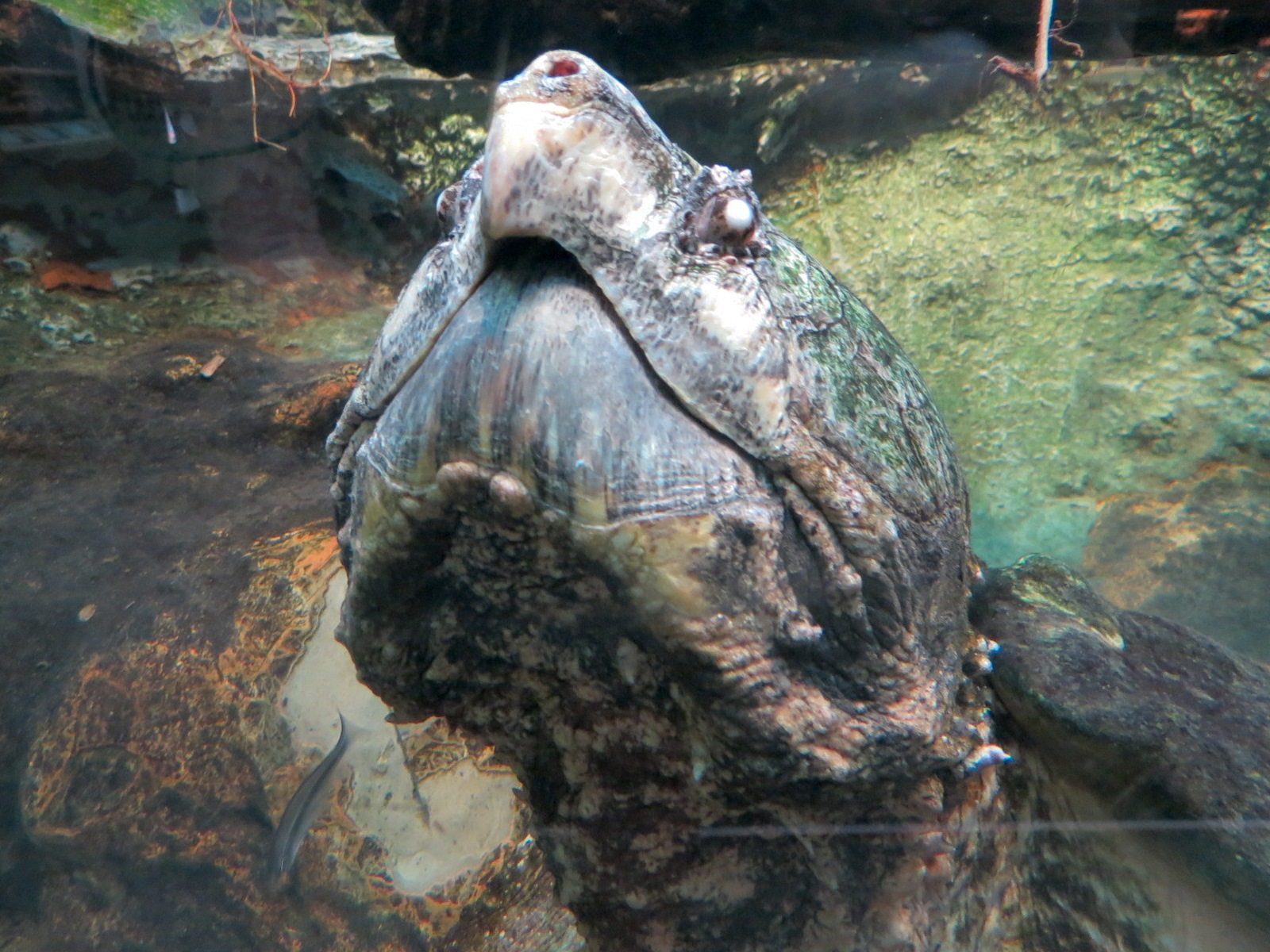 ARC - South Carolina - Alligator Snapping Turtle Exhibit