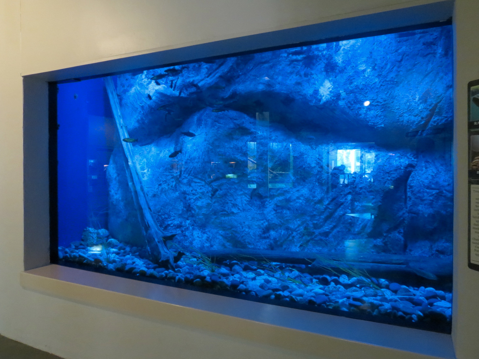 ARC - South Carolina - Brown and Rainbow Trout Exhibit