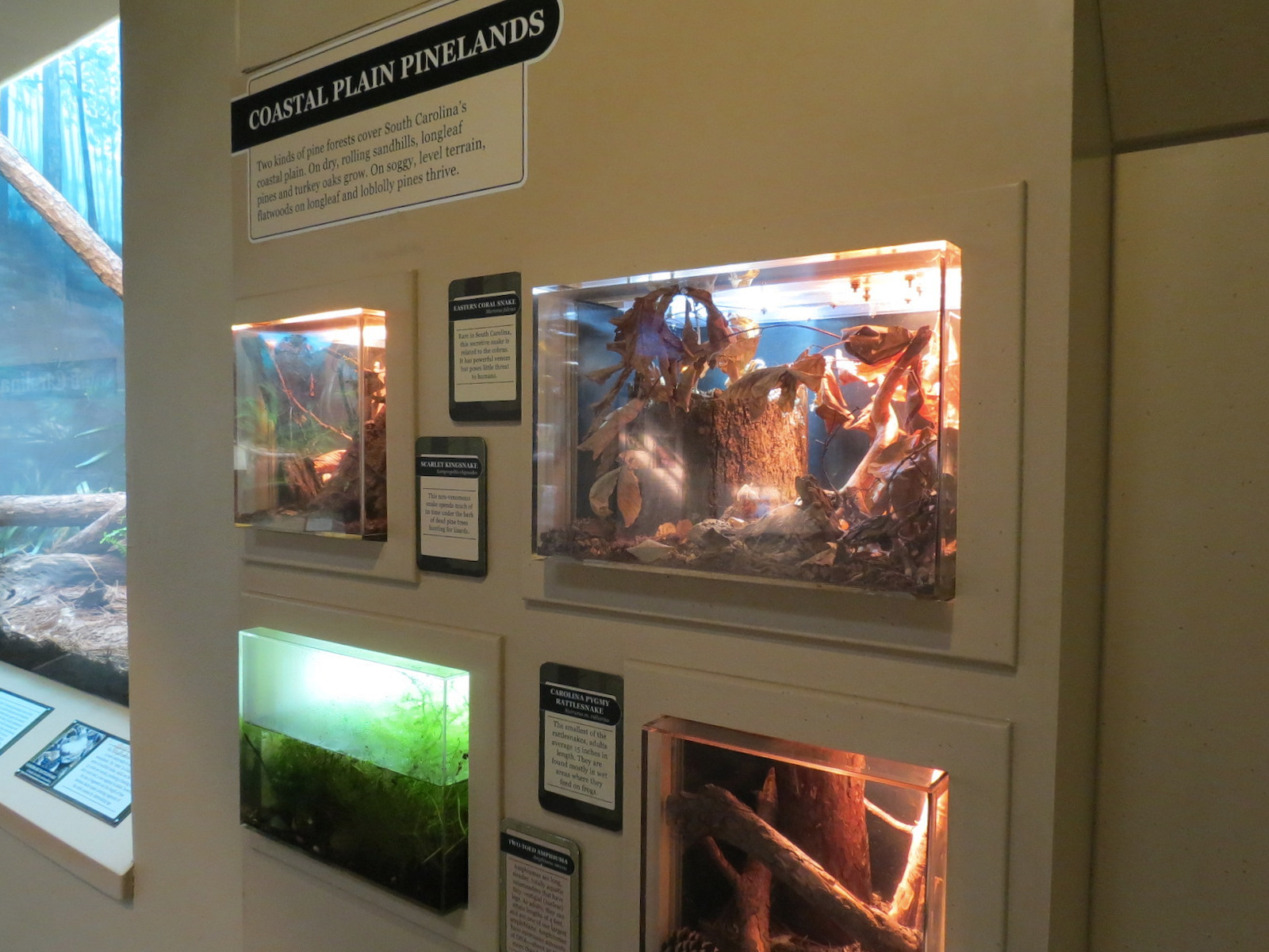 ARC - South Carolina - Coastal Plain Pinelands Exhibits