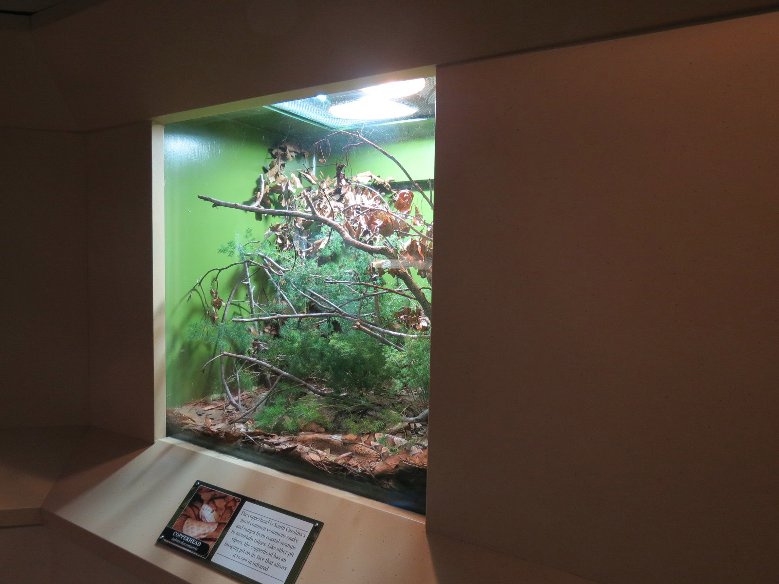 ARC - South Carolina - Copperhead Exhibit