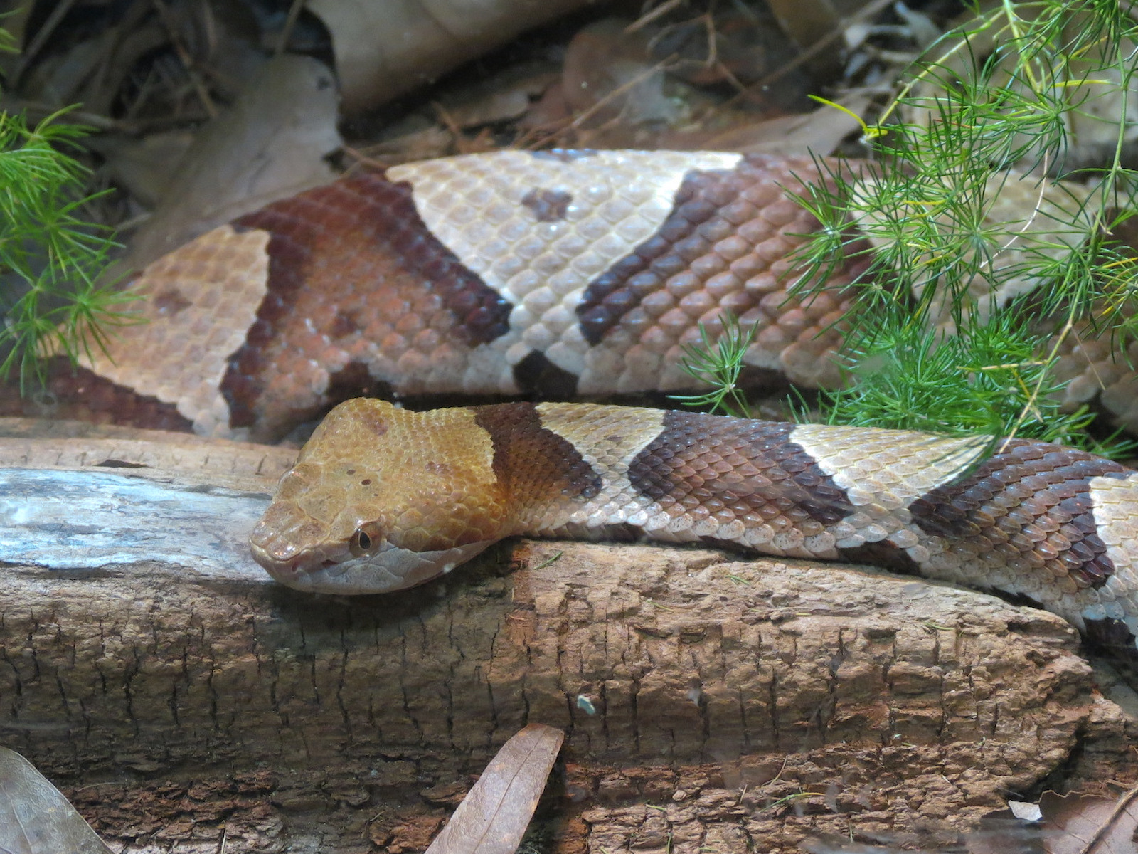 ARC - South Carolina - Copperhead Exhibit