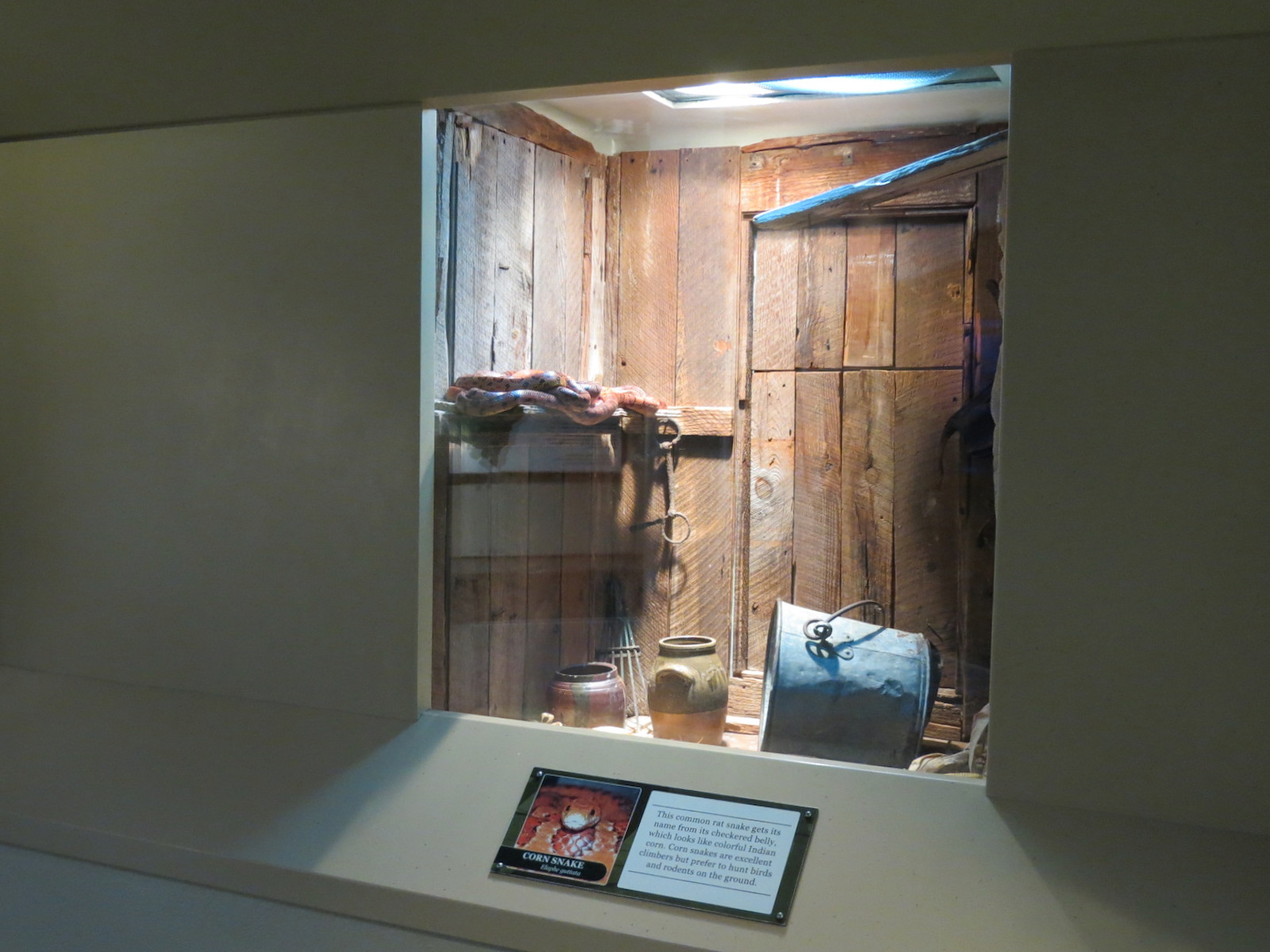 ARC - South Carolina - Corn Snake Exhibit