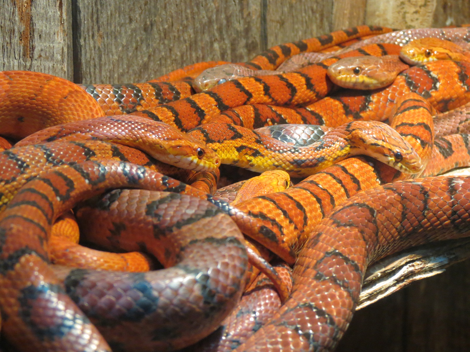 ARC - South Carolina - Corn Snake Exhibit