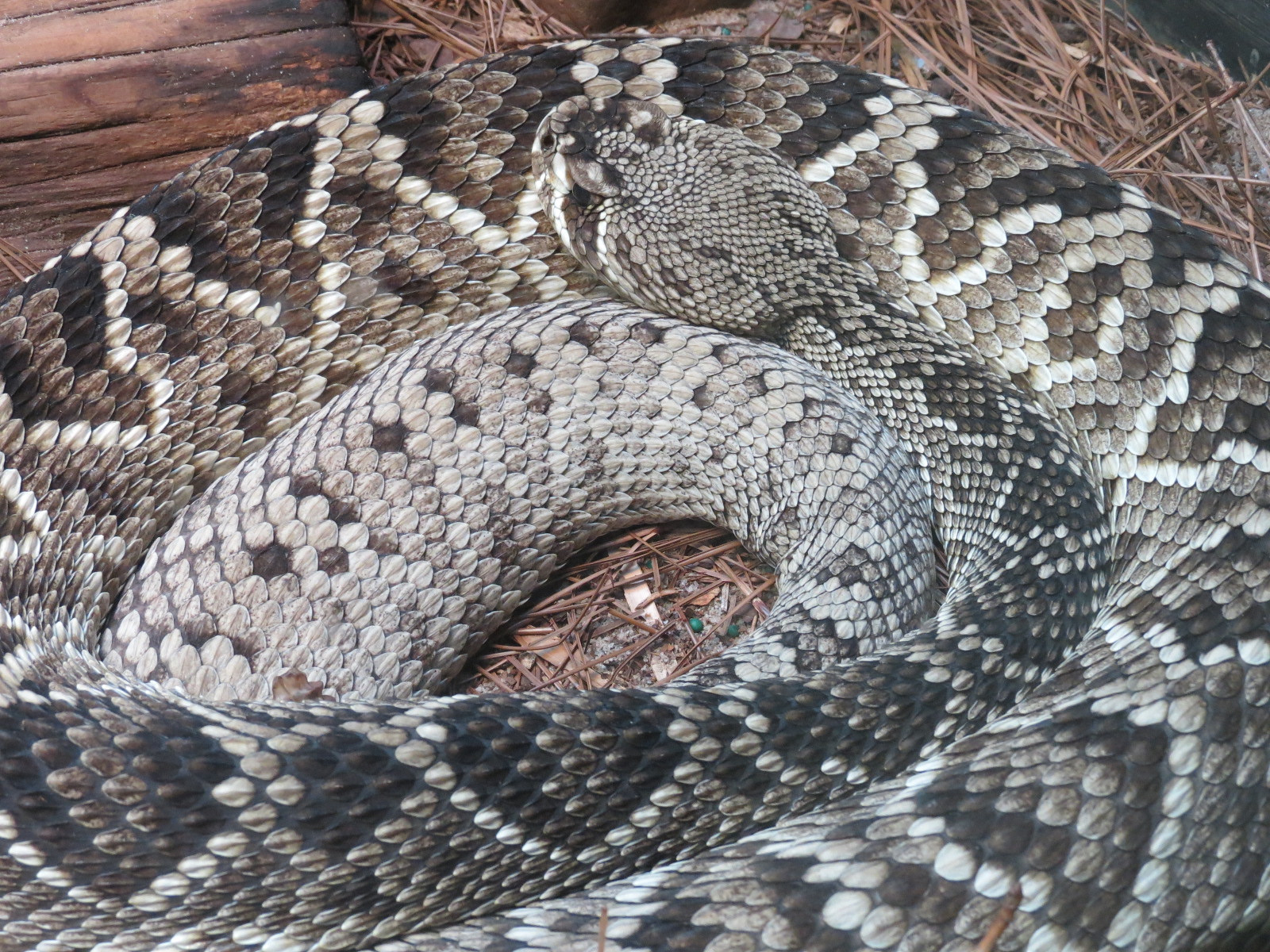 ARC - South Carolina - Pine Flatwoods Exhibit - Eastern Diamondback Rattlesnake