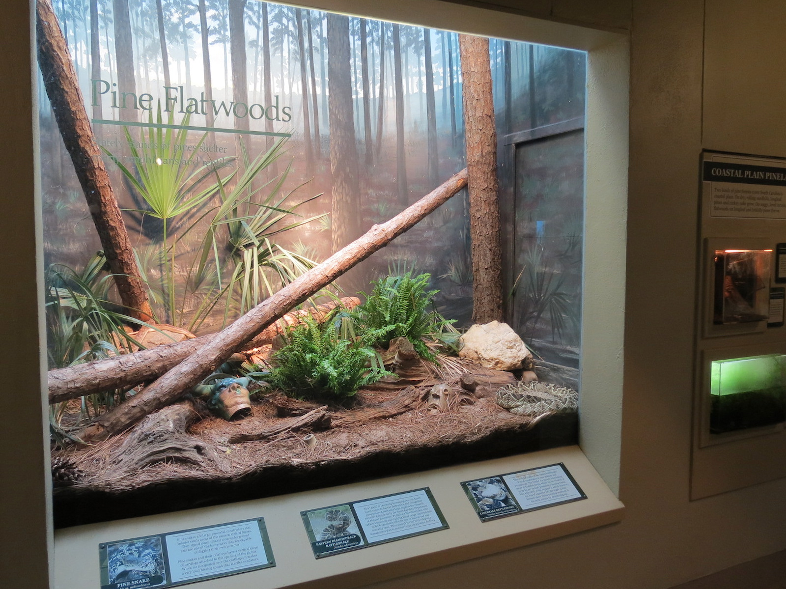 ARC - South Carolina - Pine Flatwoods Exhibit