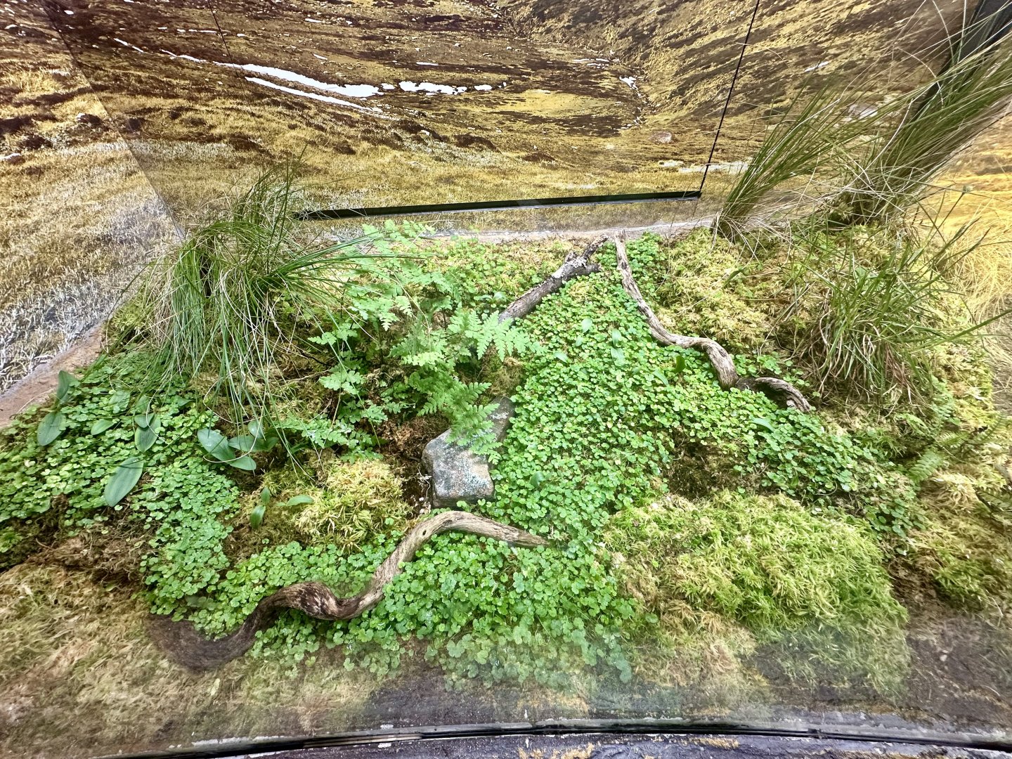 ARC - Southern Corroboree Frog Exhibit