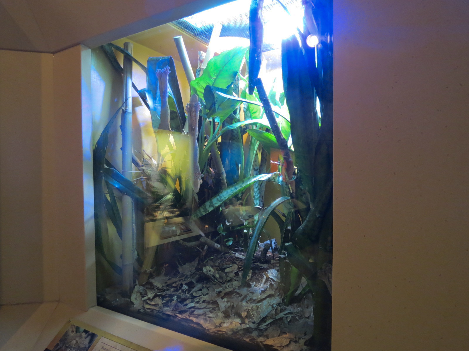 ARC - The Desert - Day Gecko Exhibit