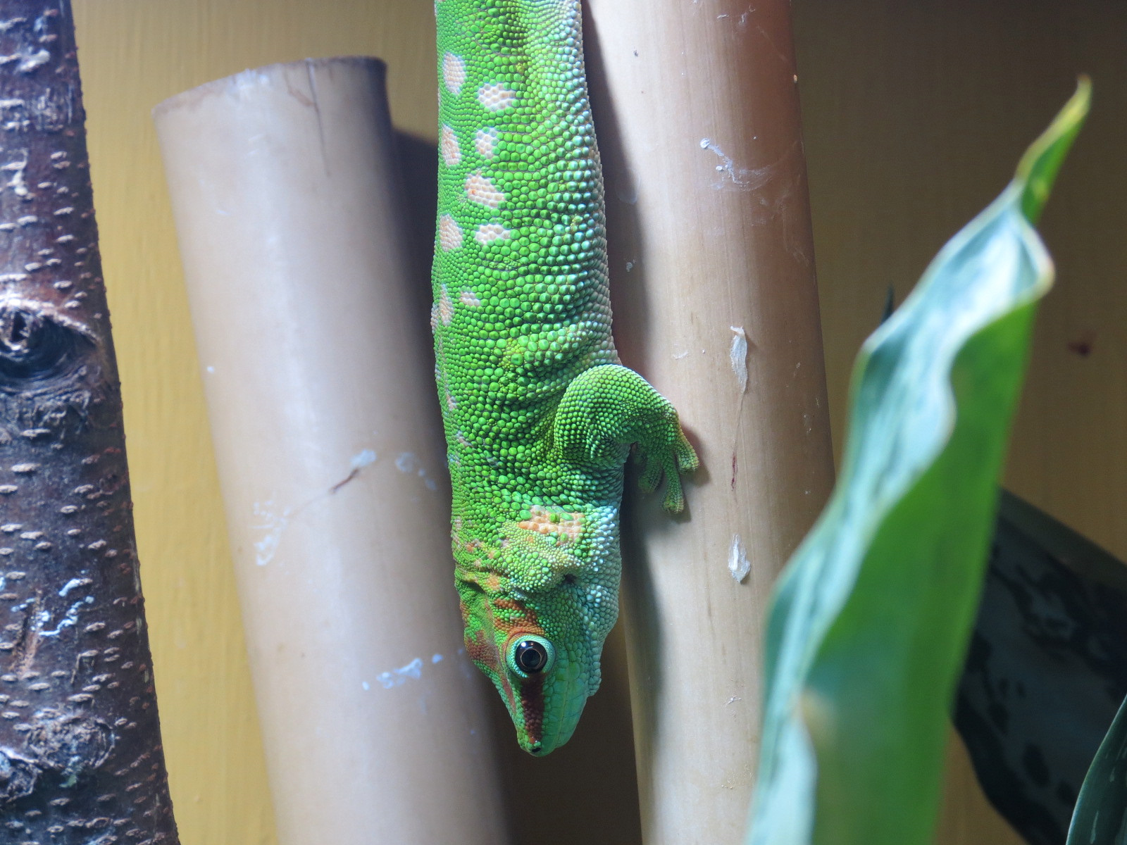 ARC - The Desert - Day Gecko Exhibit