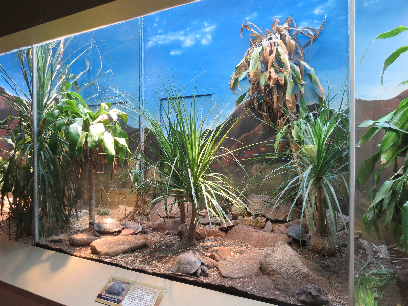 ARC - The Desert - Galapagos Tortoise Exhibit