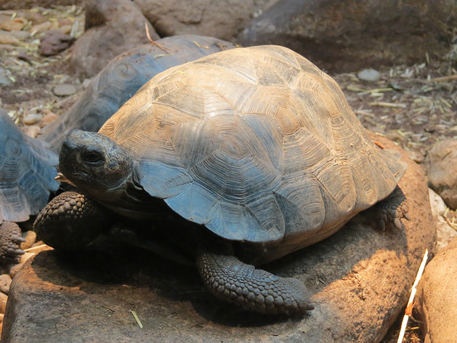 ARC - The Desert - Galapagos Tortoise Exhibit