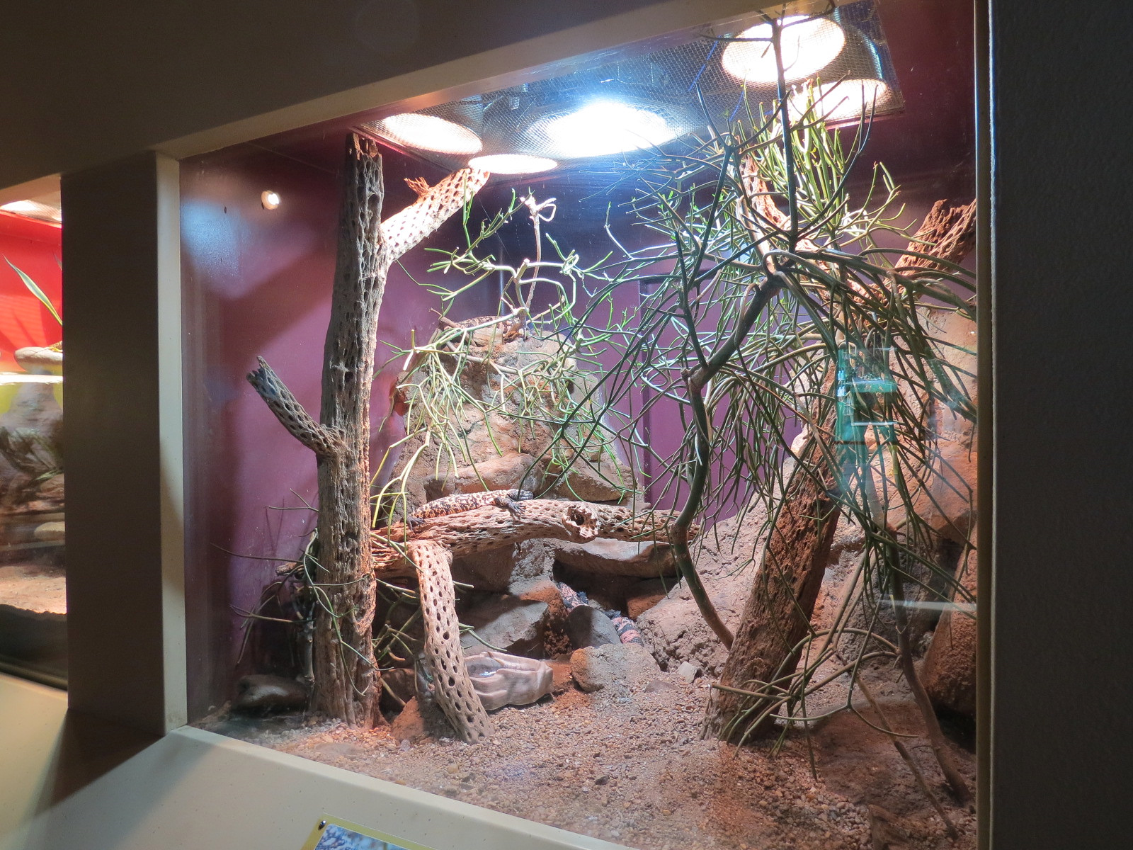 ARC - The Desert - Gila Monster Exhibit