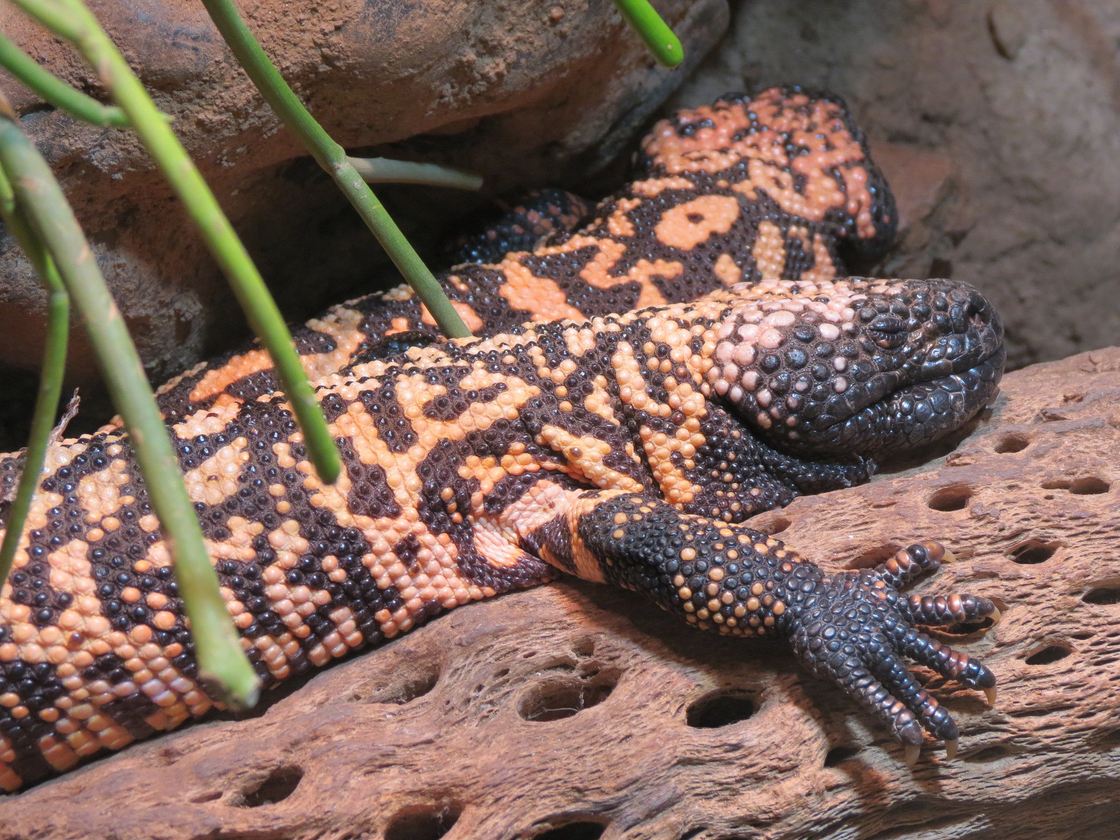 ARC - The Desert - Gila Monster Exhibit