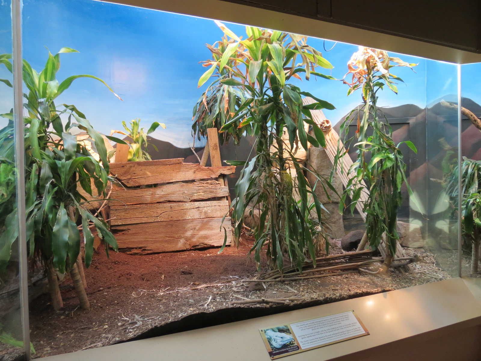 ARC - The Desert - Grand Cayman Blue Iguana Exhibit
