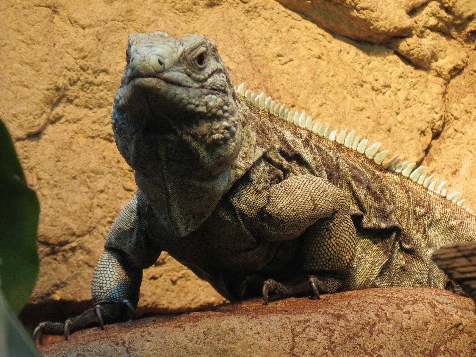 ARC - The Desert - Grand Cayman Blue Iguana Exhibit