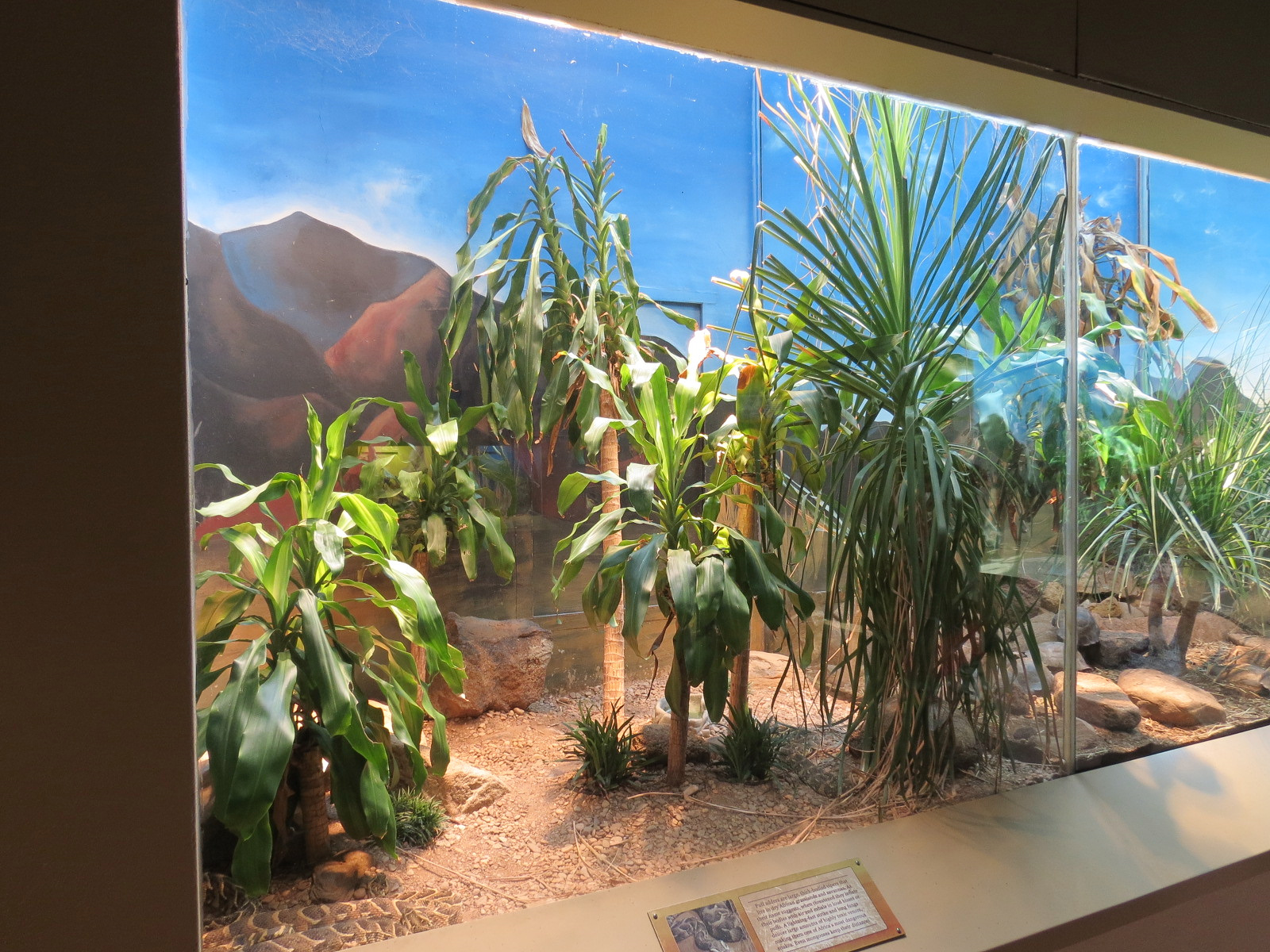 ARC - The Desert - Puff Adder Exhibit