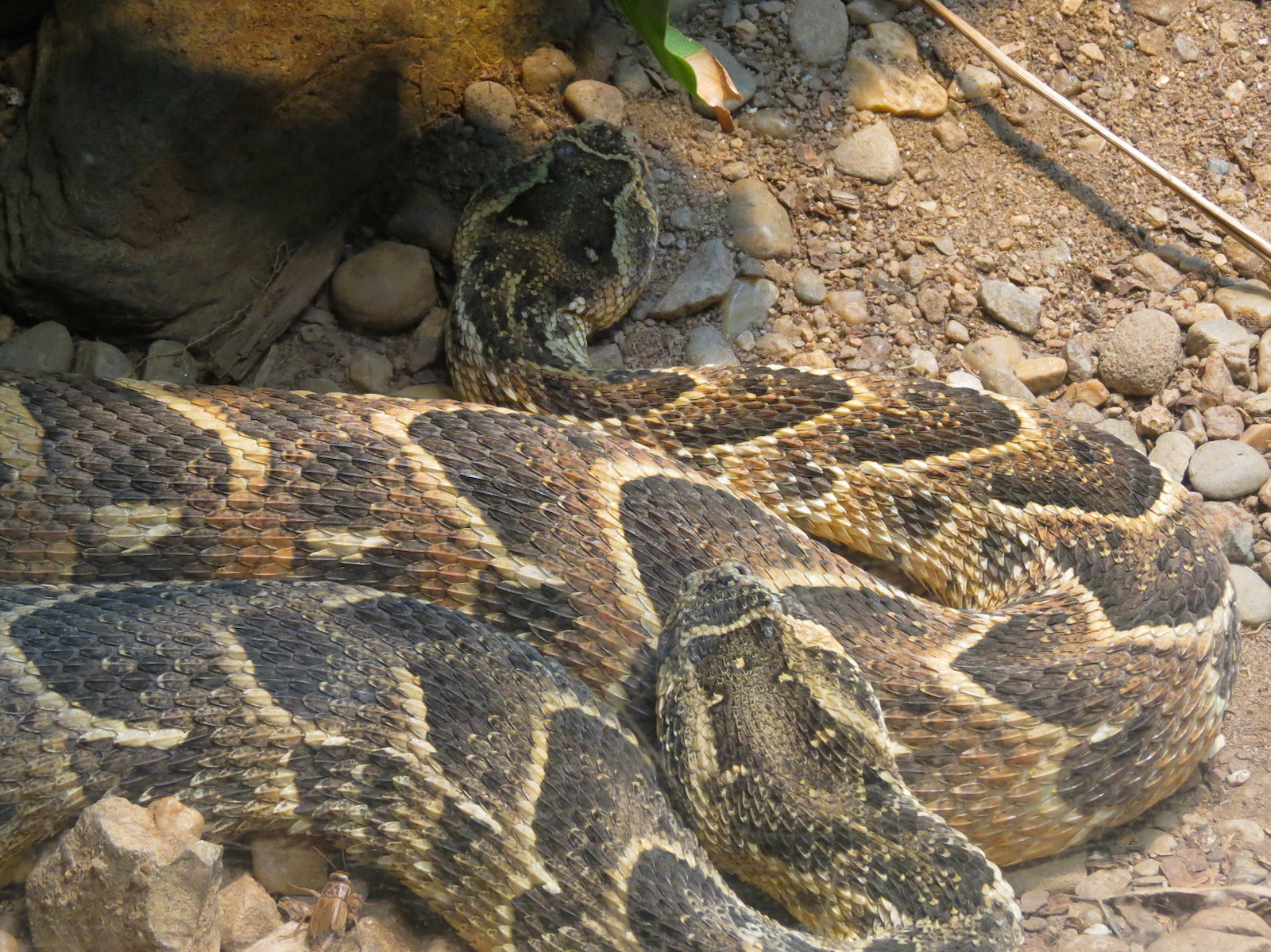 ARC - The Desert - Puff Adder Exhibit