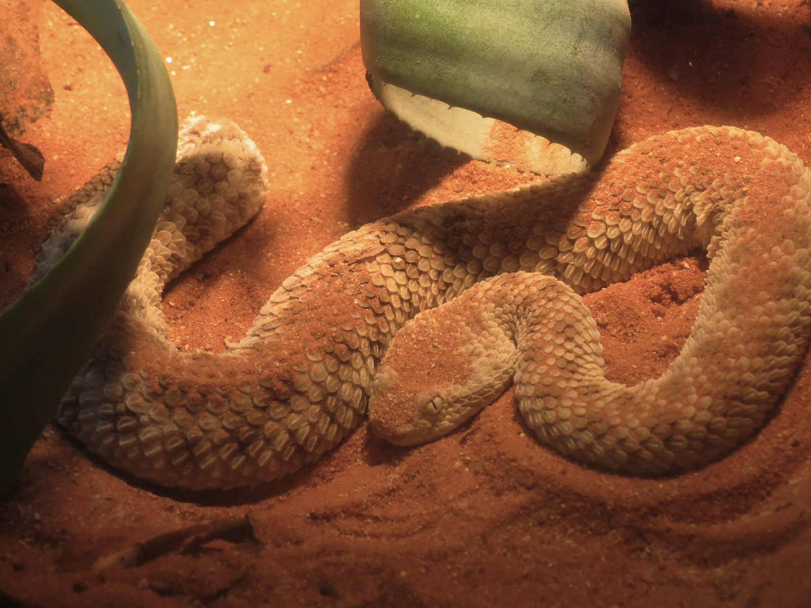 ARC - The Desert - Sahara Sand Viper Exhibit