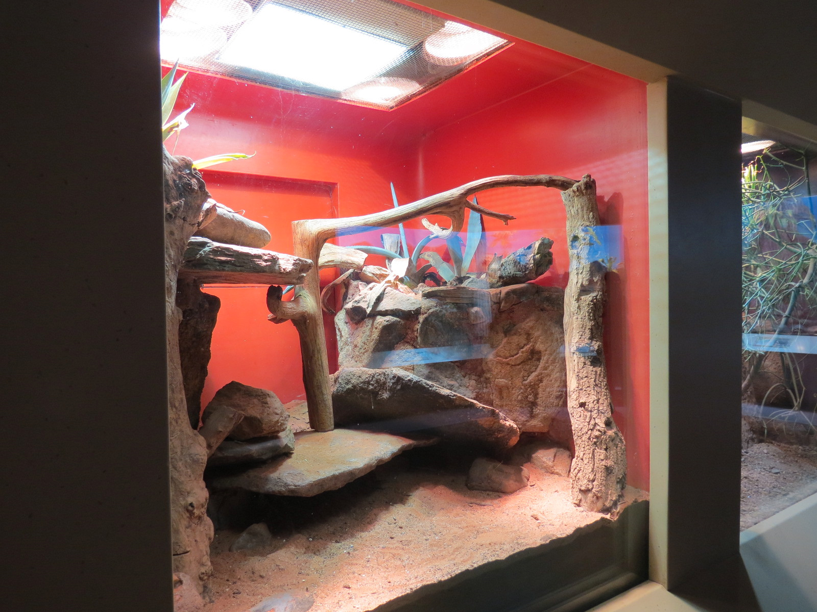 ARC - The Desert - Spiny-tailed Monitor Exhibit