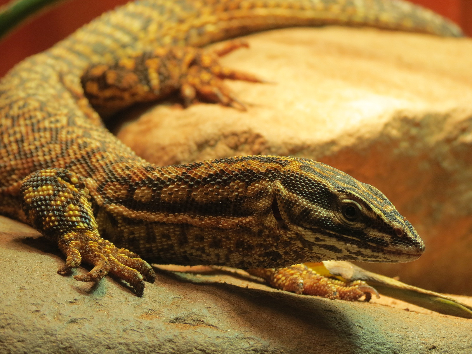 ARC - The Desert - Spiny-tailed Monitor Exhibit