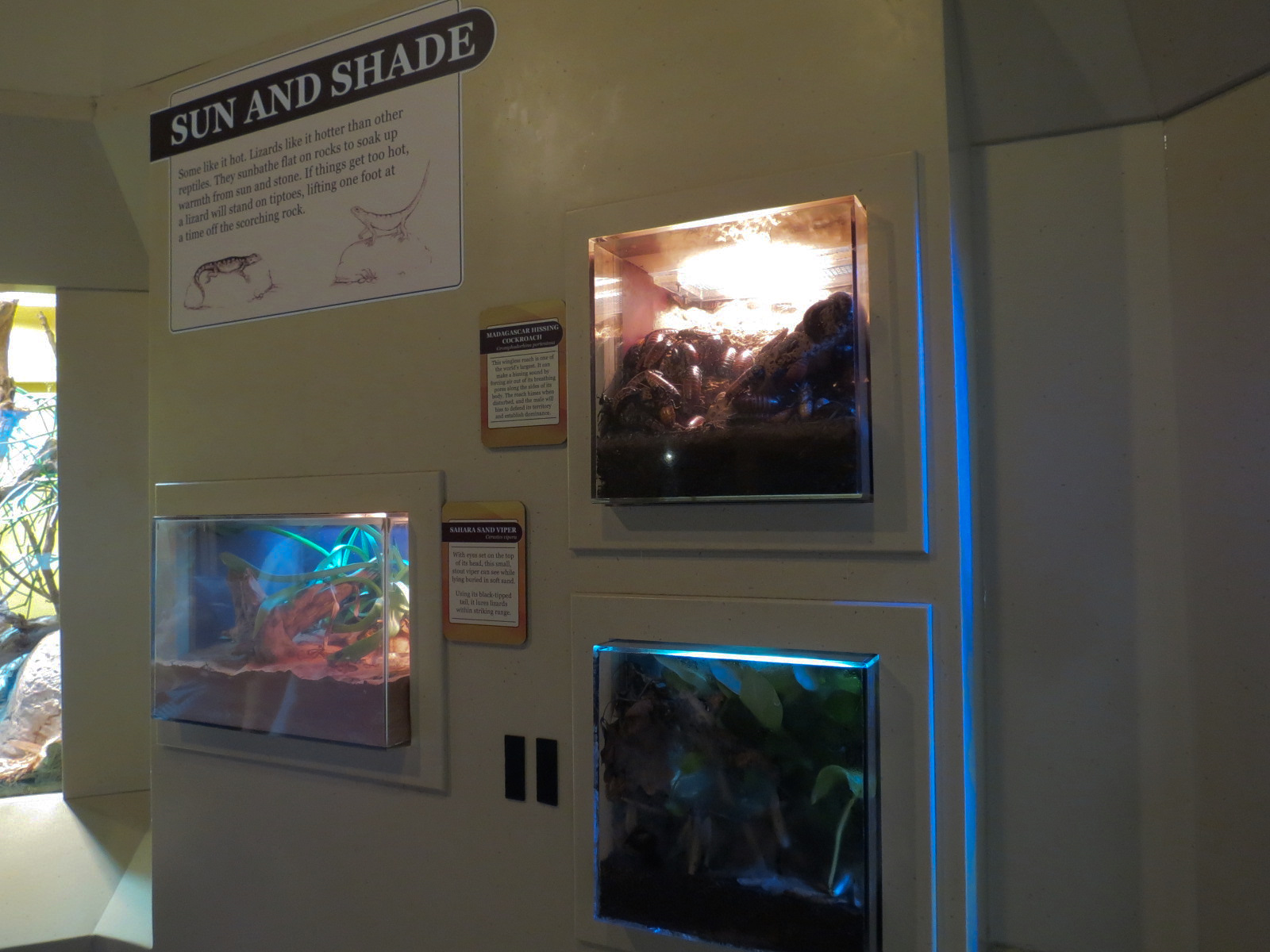 ARC - The Desert - Three Terrariums