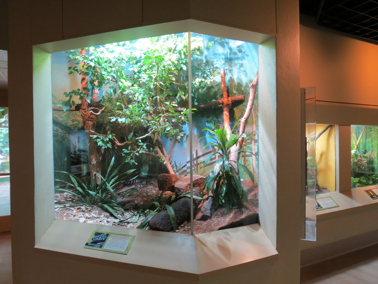 ARC - Tropical Gallery - Boelen's Python Exhibit