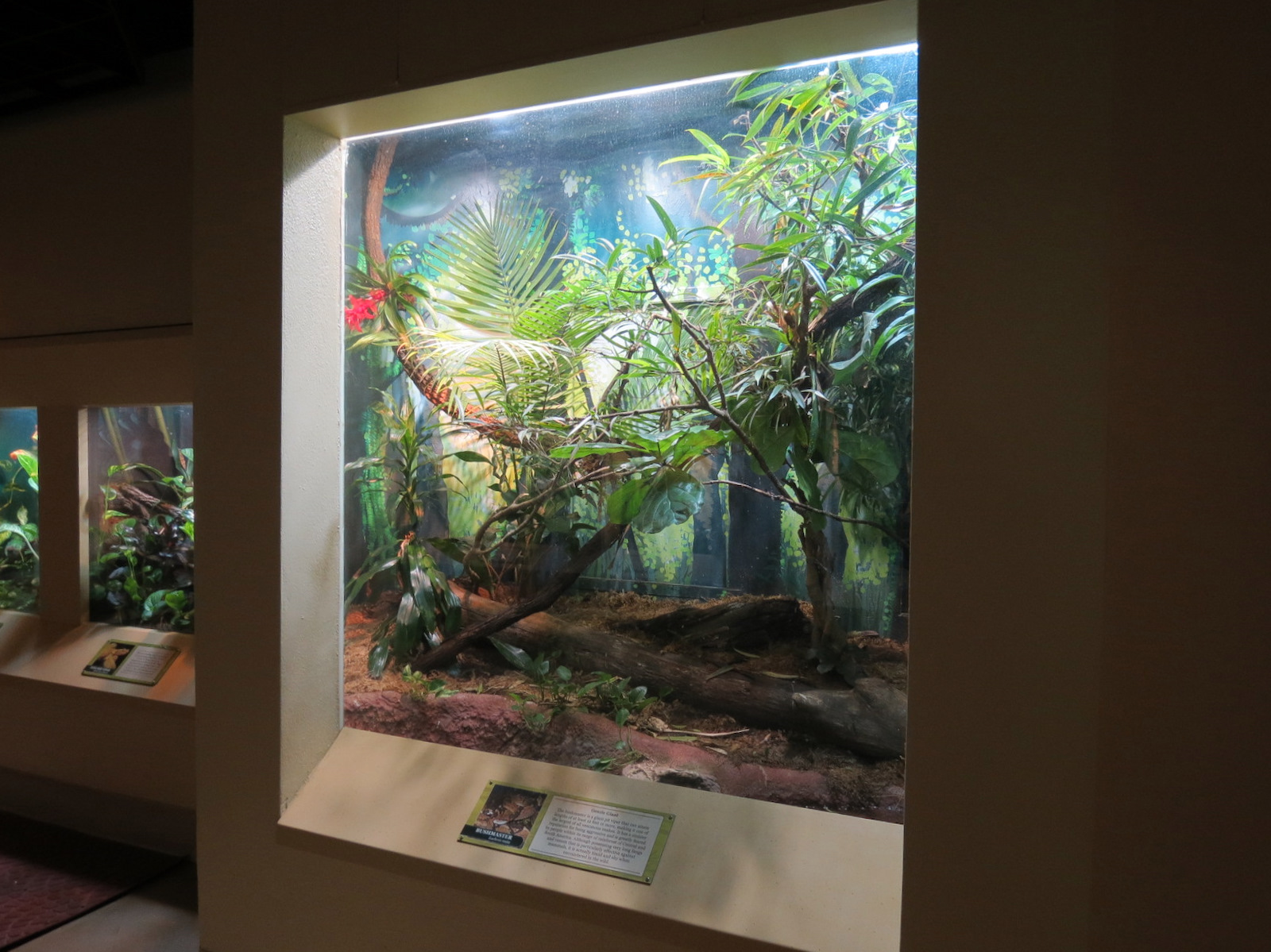 ARC - Tropical Gallery - Bushmaster Exhibit