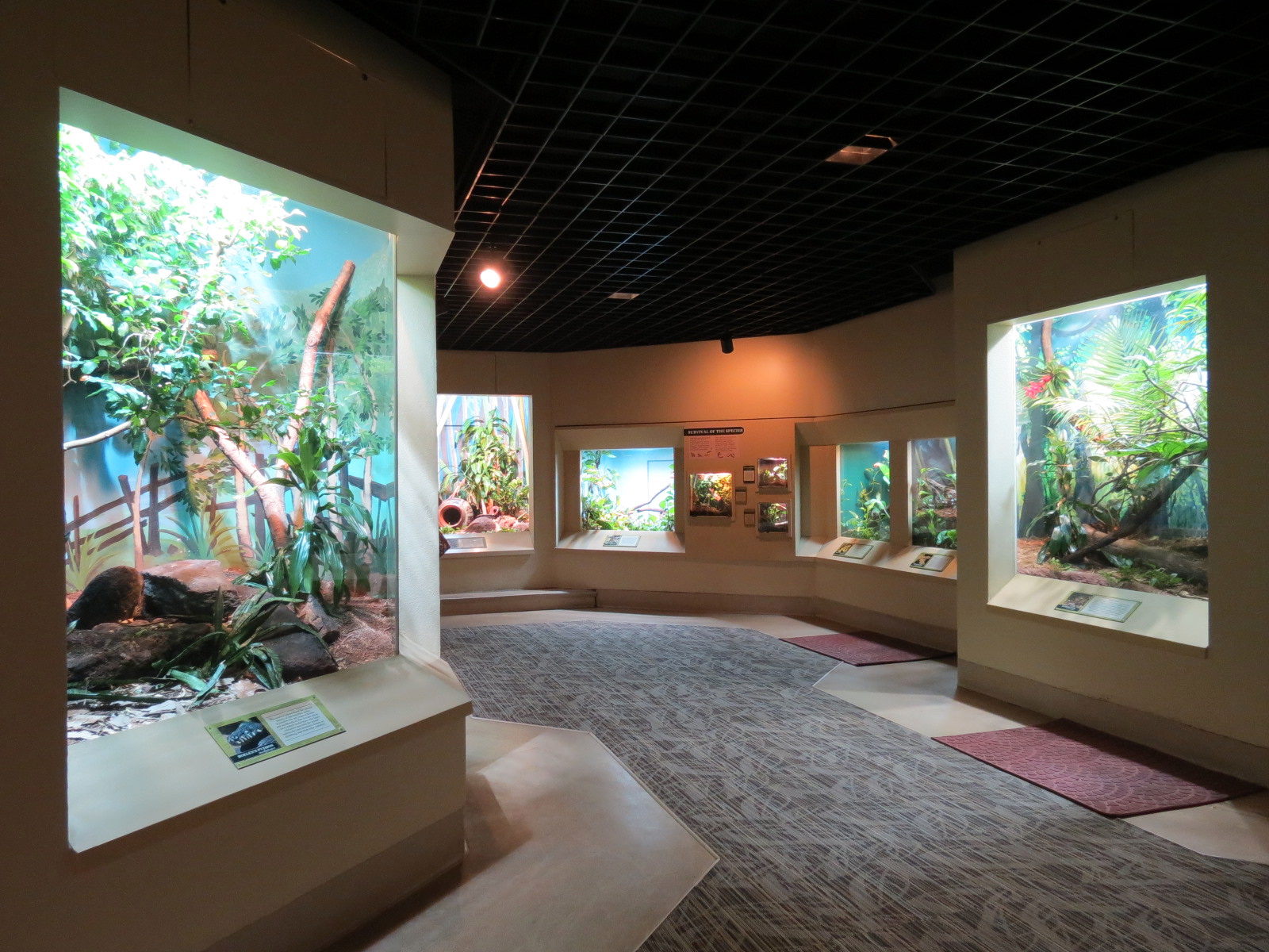 ARC - Tropical Gallery - Exhibit Room