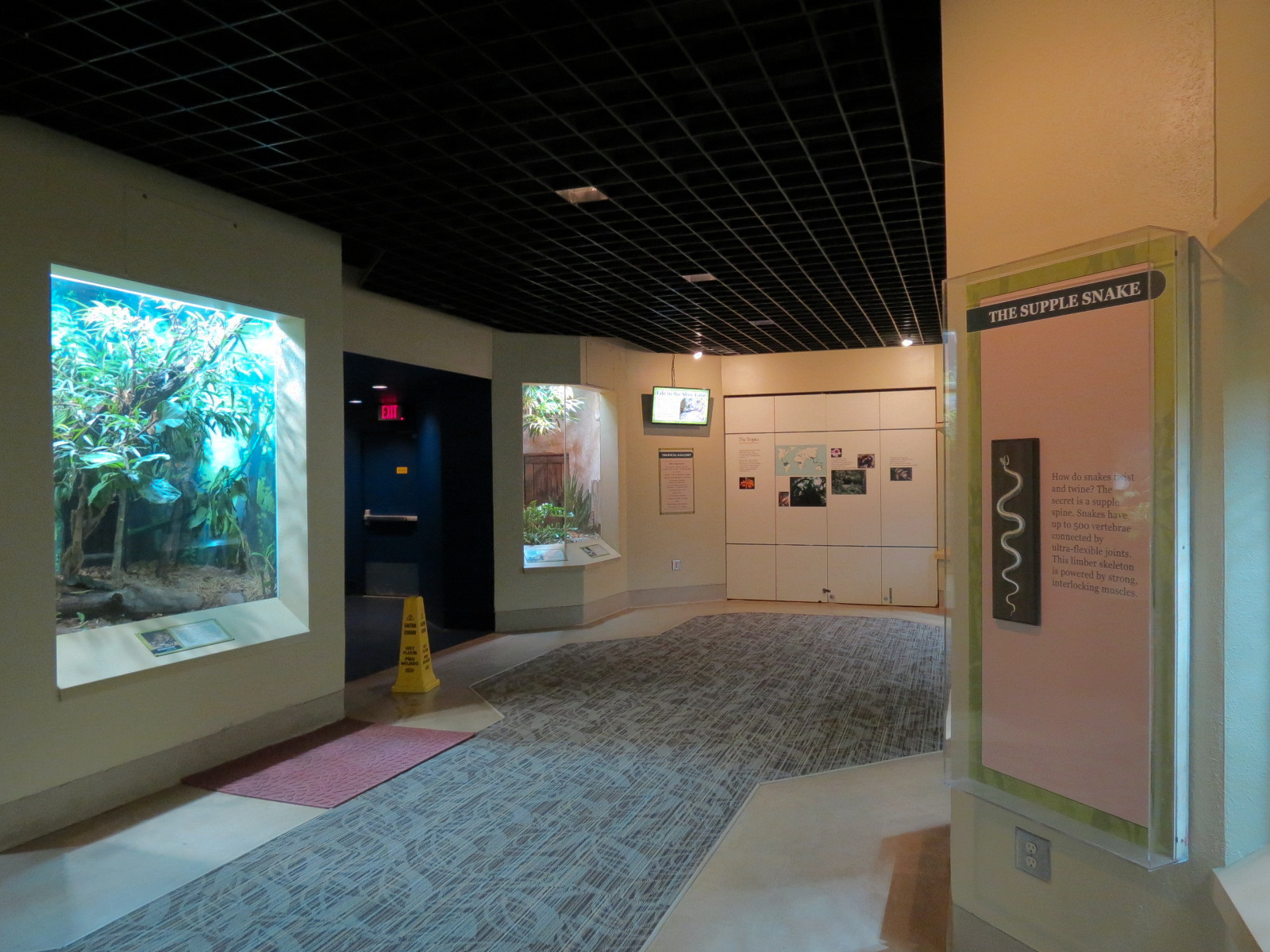 ARC - Tropical Gallery - Exhibit Room