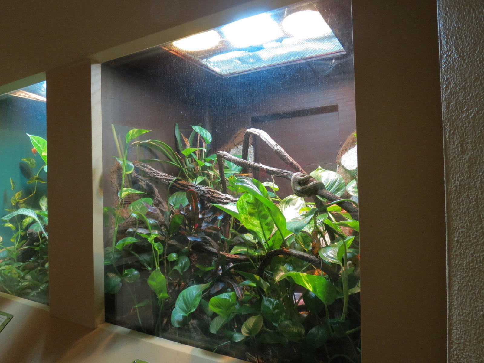 ARC - Tropical Gallery - Eyelash Viper Exhibit