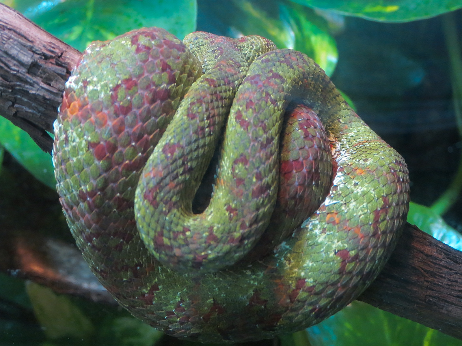 ARC - Tropical Gallery - Eyelash Viper Exhibit