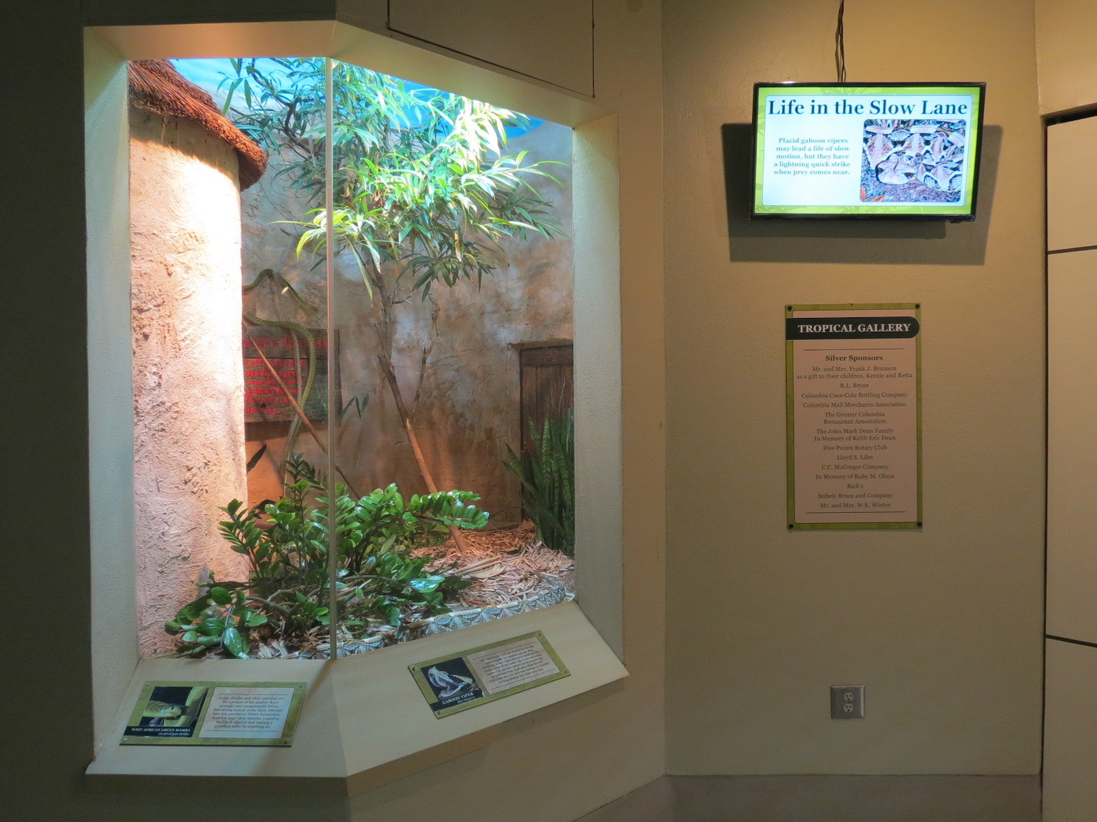 ARC - Tropical Gallery - Gaboon Viper and West African Green Mamba Exhibit