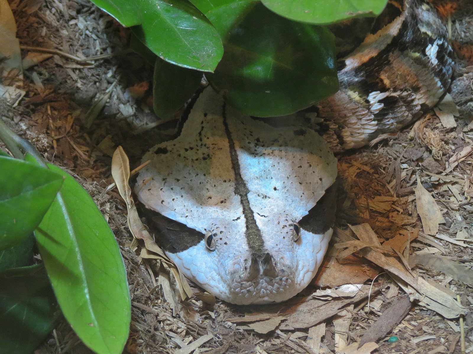 ARC - Tropical Gallery - Gaboon Viper and West African Green Mamba Exhibit