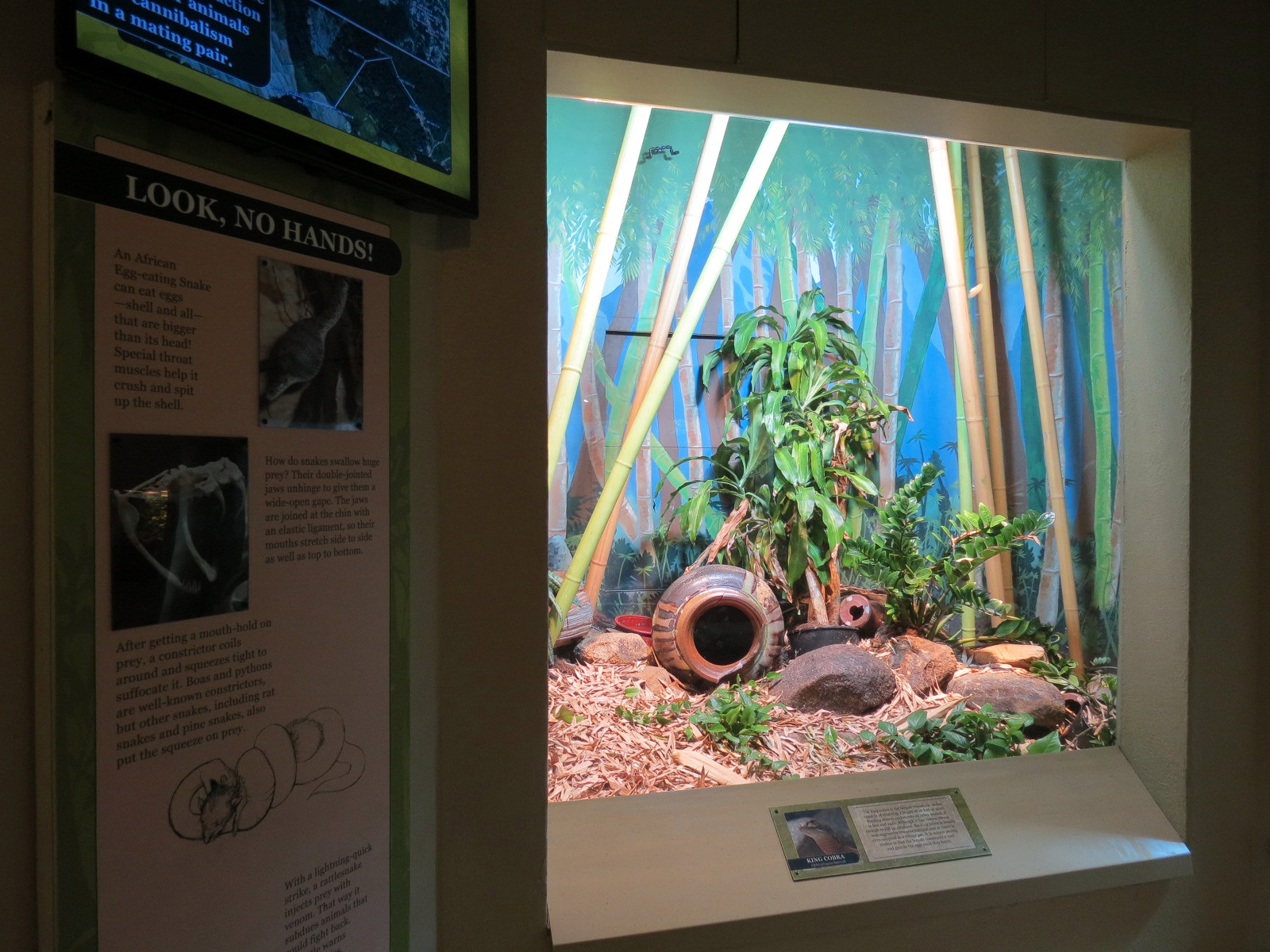 ARC - Tropical Gallery - King Cobra Exhibit