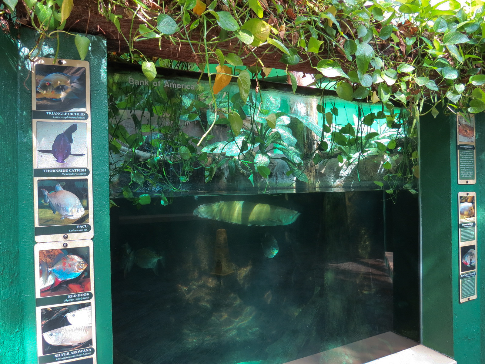 ARC - Tropical Rainforests - Black Belt Cichlid and Others Exhibit