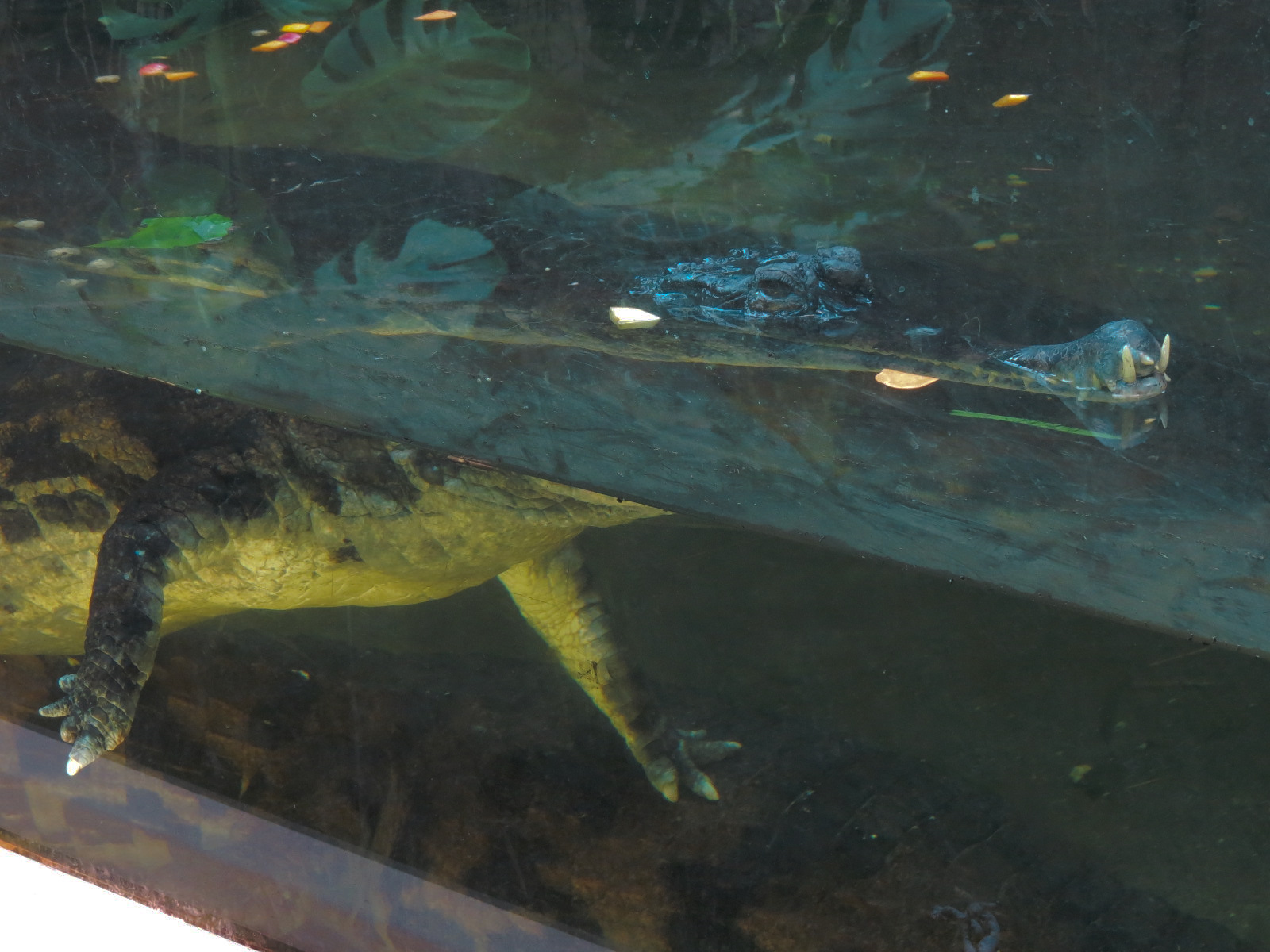 ARC - Tropical Rainforests - False Gharial Exhibit