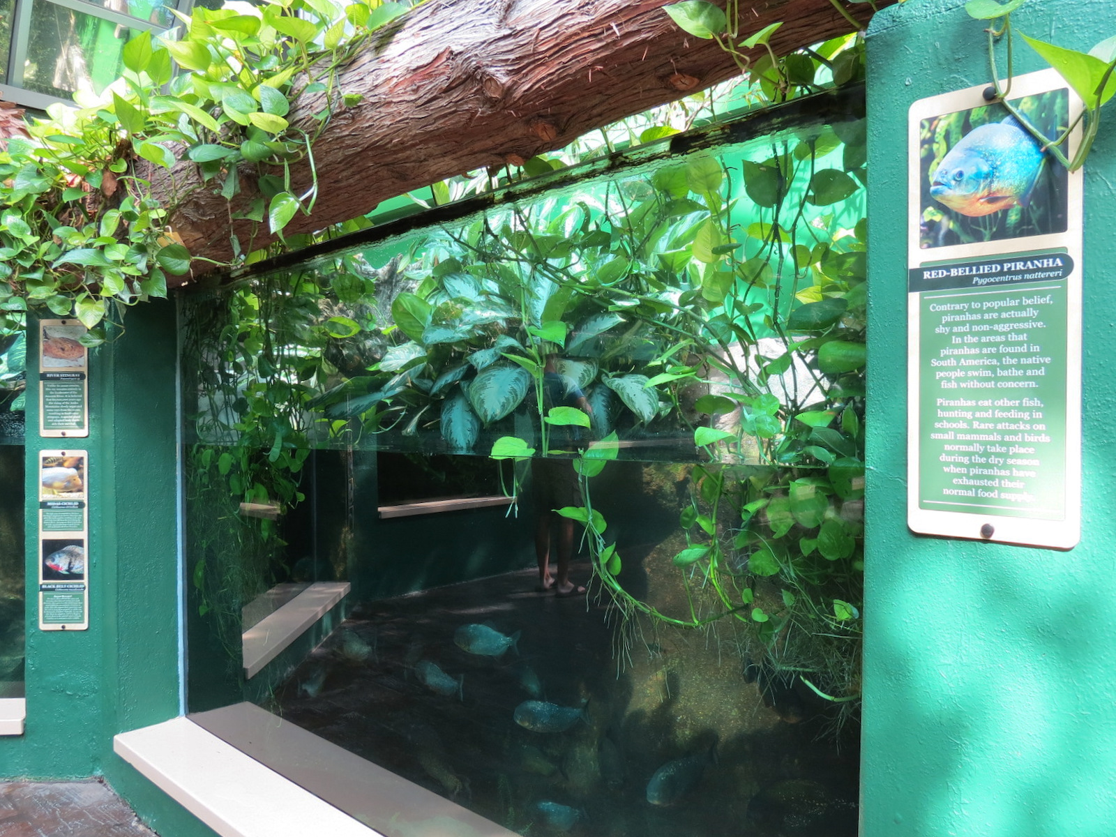 ARC - Tropical Rainforests - Red-bellied Piranha Exhibit