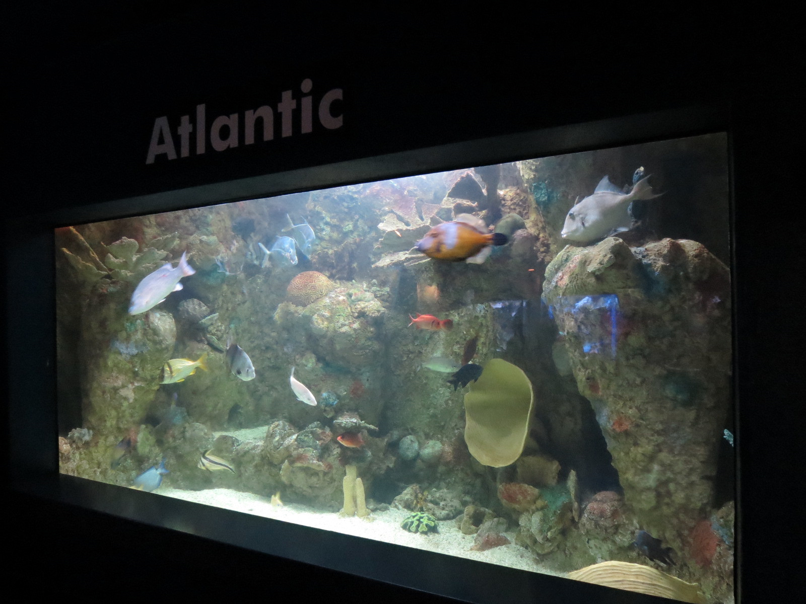 ARC - Tropical Reefs - Atlantic Exhibit