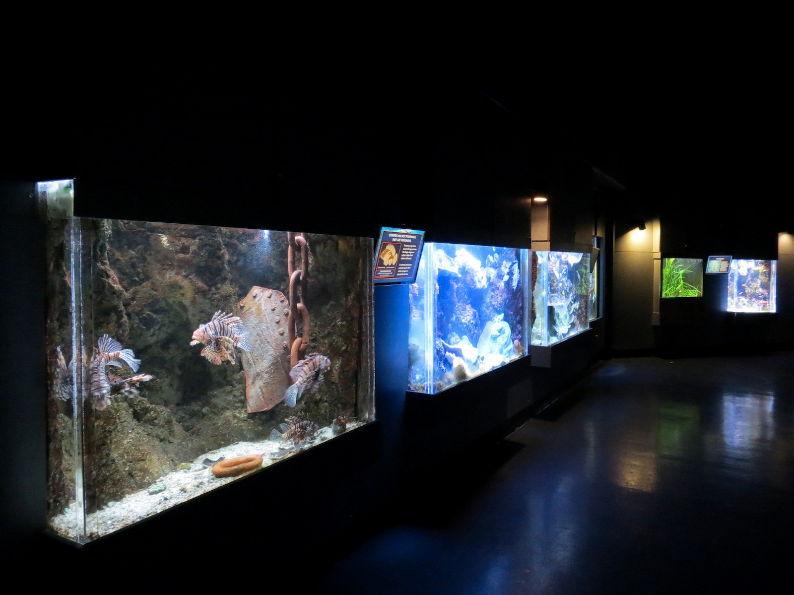 ARC - Tropical Reefs - Exhibit Room
